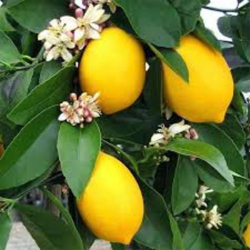 Baramasi Kagzi Lemon Plant Manufacturer & Supplier in India